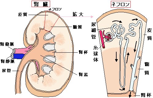 腎臓の構造